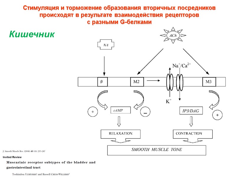 Стимуляция и торможение образования вторичных посредников  происходят в результате взаимодействия рецепторов  с